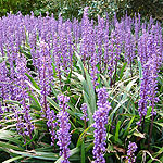 Liriope platyphyllus - Lily Turf - 3rd Image