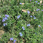 Lithodora diffusa - Star - 3rd Image