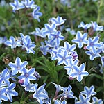 Lithodora diffusa - Star