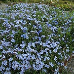 Lithodora diffusa - Star - 2nd Image