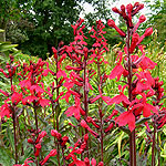 Lobelia cardinalis - Queen Victoria