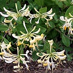 Lonicera periclymenum - Graham Thomas - Honeysuckle, Lonicera