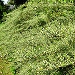 Lonicera nitida - Silver Beauty - Shrubby Lonicera - 2nd Image