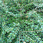 Lonicera piliata - 2nd Image