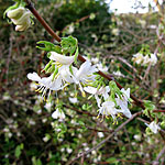 Lonicera - Winter Beauty