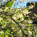 Lonicera X purpusii