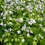 Lunaria rediviva - Honesty, Luaria - 2nd Image