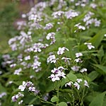 Lunaria rediviva - Honesty, Luaria