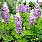 Lupinus - Gallery Blue - Lupin