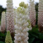 Lupinus - Polar Princess - Lupin, Lupinus