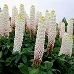 Lupinus - Polar Princess - Lupin, Lupinus - 2nd Image