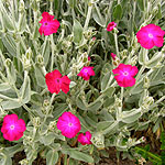 Lychnis coronaria - 3rd Image