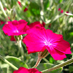 Lychnis coronaria - 2nd Image