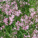 Lychnis flos-cuculi - Ragged Robin