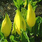 Lysichiton americanus - Skunk Cabbage, Lysichiton