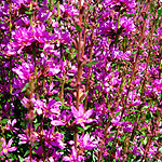 Lythrum virgatum - Dropmore Purple