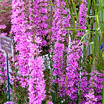 Lythrum virgatum - Dropmore Purple - 3rd Image