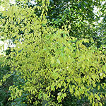 Macilura pomifera - Osage Orange