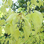 Macilura pomifera - Osage Orange - 2nd Image