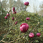 Magnolia - Black Tulip - Magnolia