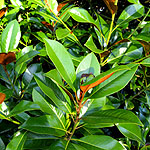 Magnolia grandiflora - Evergreen Magnolia