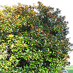 Magnolia grandiflora - Evergreen Magnolia - 2nd Image