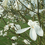 Magnolia kewensis - Magnolia