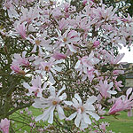 Magnolia x loebneri - Leonard Messel - Lily Tree - 2nd Image