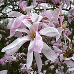 Magnolia x loebneri - Leonard Messel - Lily Tree
