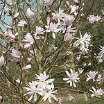 Magnolia stellata - Jane Platt - Magnolia