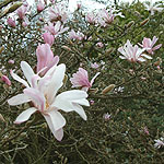 Magnolia stellata - Rosea