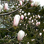 Magnolia X Veitchii - Magnolia
