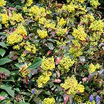 Mahonia aquifolium - Apollo - Mahonia