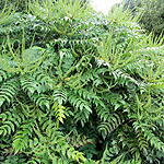 Mahonia x media - Buckland - Mahonia - 2nd Image