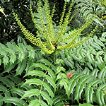 Mahonia x media - Buckland - Mahonia - 3rd Image