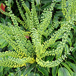 Mahonia x media - Buckland - Mahonia