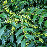 Mahonia japonica - Mahonia