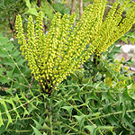 Mahonia lomariifolia - Mahonia - 2nd Image