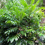 Mahonia lomariifolia - Mahonia