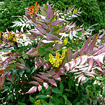 Mahonia nervosa - Mahonia - 2nd Image