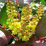 Mahonia nervosa - Mahonia