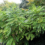 Mahonia x media - Winter Sun - Mahonia - 2nd Image