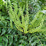 Mahonia x media - Winter Sun - Mahonia