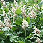 Maianthemum racemosum