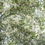 Malus baccata - Ornamental Crab Apple