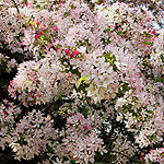 Malus floribunda - Profusion - Japanese Crab Apple - 3rd Image