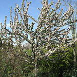 Malus X Zumi - Golden Hornet - Flowering Crab, Malus - 2nd Image