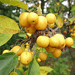 Malus X Zumi - Golden Hornet - Flowering Crab, Malus - 3rd Image