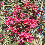 Malus X purpurea - Lemoinei - Purple Crab Apple