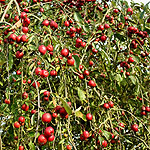 Malus x gloriosa - Oekonomierat Echtermeyer - Weeping Crab Apple